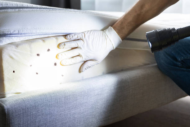 Best Best Pest Control Companies  in Bayonet Point, FL