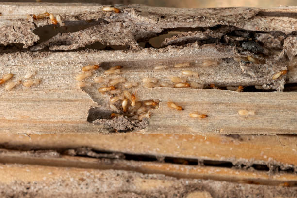 Best Mosquito Control Services  in Bayonet Point, FL